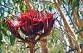 Close up of Giant Gymea Lily flower Royalty Free Stock Photo