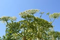 Close-up of Giant Hogweed Heracleum mantegazzianum Royalty Free Stock Photo