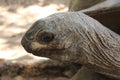 Close up of a giant land tortoise Royalty Free Stock Photo