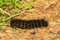Giant Leopard Caterpillar- Hypercompe scribonia Royalty Free Stock Photo