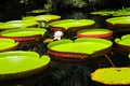 Close up of giant lily pads Royalty Free Stock Photo