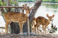 Close up of giant and little spotted deer in a farm