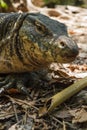 Close up giant lizard water monitor, varanus salvator