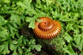 Close up Giant millipedes, Harpagophoridae millipede curled up on mossy rocks.