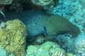 Close up Giant Moray eel looks out from coral reef. Gymnothorax javanicus in the Red Sea, Egypt. Giant moray eel going out for a Royalty Free Stock Photo