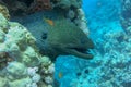 Close up Giant Moray eel looks out from coral reef. Gymnothorax javanicus in the Red Sea, Egypt. Giant moray eel going out for a Royalty Free Stock Photo