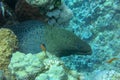 Close up Giant Moray eel looks out from coral reef. Gymnothorax javanicus in the Red Sea, Egypt. Giant moray eel going out for a Royalty Free Stock Photo