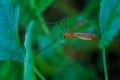 Close-up of a giant mosquito perched atop a leaf