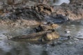 A close-up of a giant mudskipper fish floating on the surface of the water. Royalty Free Stock Photo