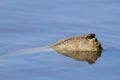 A close-up of a giant mudskipper fish floating on the surface of the water. Royalty Free Stock Photo