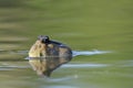 A close-up of a giant mudskipper fish floating on the surface of the water. Royalty Free Stock Photo