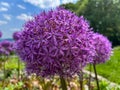Close up of Giant Onion, Allium Giganteum, Blossom at public park Nordpark in Wuppertal Royalty Free Stock Photo
