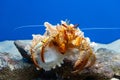 Close-up of a giant orange hermit crab Royalty Free Stock Photo