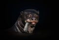 Close up of a giant otter eating a fish against black background Royalty Free Stock Photo
