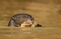 Close up of a giant otter eating fish Royalty Free Stock Photo