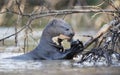 Close up of a Giant otter eating a fish in a river Royalty Free Stock Photo