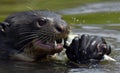 Close up of a Giant Otter eating a fish in the water. Giant River Otter, Pteronura brasiliensis. Royalty Free Stock Photo