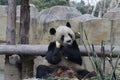 Giant Panda in Chengdu, China Royalty Free Stock Photo