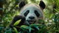 Close up of giant panda eating bamboo in sichuan forest with detailed fur texture