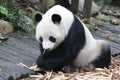 Close-up Giant Panda Fluffy Face , China Royalty Free Stock Photo