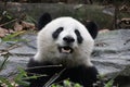 Close up Giant Panda Fluffy Face