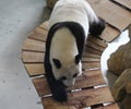 Giant panda, Ailuropoda melanoleuca Royalty Free Stock Photo