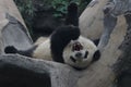 Close-up Giant Panda