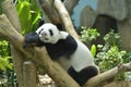 Close up of Giant Panda in the park sleeping. Royalty Free Stock Photo