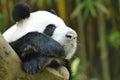 Close up of Giant Panda in the park sleeping. Royalty Free Stock Photo