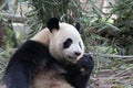 Close-up Giant Panda`s Fluffy Face, China Royalty Free Stock Photo