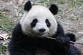 Close-up Giant Panda`s Fluffy Face, China Royalty Free Stock Photo