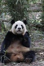 Close-up Giant Panda`s Fluffy Face, China Royalty Free Stock Photo