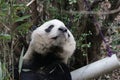 Close-up Giant Panda`s Fluffy Face, China Royalty Free Stock Photo