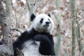 Close-up Giant Panda`s Fluffy Face, China Royalty Free Stock Photo