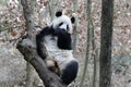 Close-up Giant Panda`s Fluffy Face, China Royalty Free Stock Photo