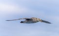 Close-up of a Giant Petrel (Macronectes giganteus) in flight over the Southern Ocean of AntarcticaSea Royalty Free Stock Photo