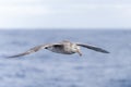 Close-up of a Giant Petrel (Macronectes giganteus) in flight over the Southern Ocean of AntarcticaSea Royalty Free Stock Photo