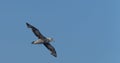 Close-up of a Giant Petrel (Macronectes giganteus) in flight over the Southern Ocean of AntarcticaSea Royalty Free Stock Photo