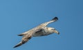 Close-up of a Giant Petrel (Macronectes giganteus) in flight over the Southern Ocean of AntarcticaSea Royalty Free Stock Photo