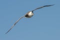 Close-up of a Giant Petrel (Macronectes giganteus) in flight over the Southern Ocean of AntarcticaSea Royalty Free Stock Photo