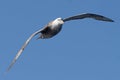 Close-up of a Giant Petrel (Macronectes giganteus) in flight over the Southern Ocean of AntarcticaSea Royalty Free Stock Photo