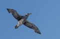 Close-up of a Giant Petrel (Macronectes giganteus) in flight over the Southern Ocean of AntarcticaSea Royalty Free Stock Photo