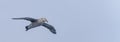 Close-up of a Giant Petrel (Macronectes giganteus) in flight over the Southern Ocean of AntarcticaSea Royalty Free Stock Photo