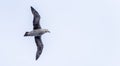 Close-up of a Giant Petrel (Macronectes giganteus) in flight over the Southern Ocean of AntarcticaSea Royalty Free Stock Photo