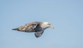 Close-up of a Giant Petrel (Macronectes giganteus) in flight over the Southern Ocean of AntarcticaSea Royalty Free Stock Photo