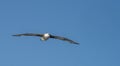 Close-up of a Giant Petrel (Macronectes giganteus) in flight over the Southern Ocean of AntarcticaSea Royalty Free Stock Photo