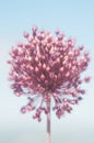 Close up of giant pink garlic flower against the blue sky blooming during spring time Royalty Free Stock Photo