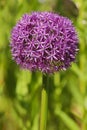 Close up of giant purple allium flower Royalty Free Stock Photo