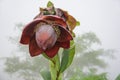 Close-up of a giant purple flower of a banana tree.