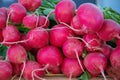 Eye-level view of bunches of freshly harvested red radishes